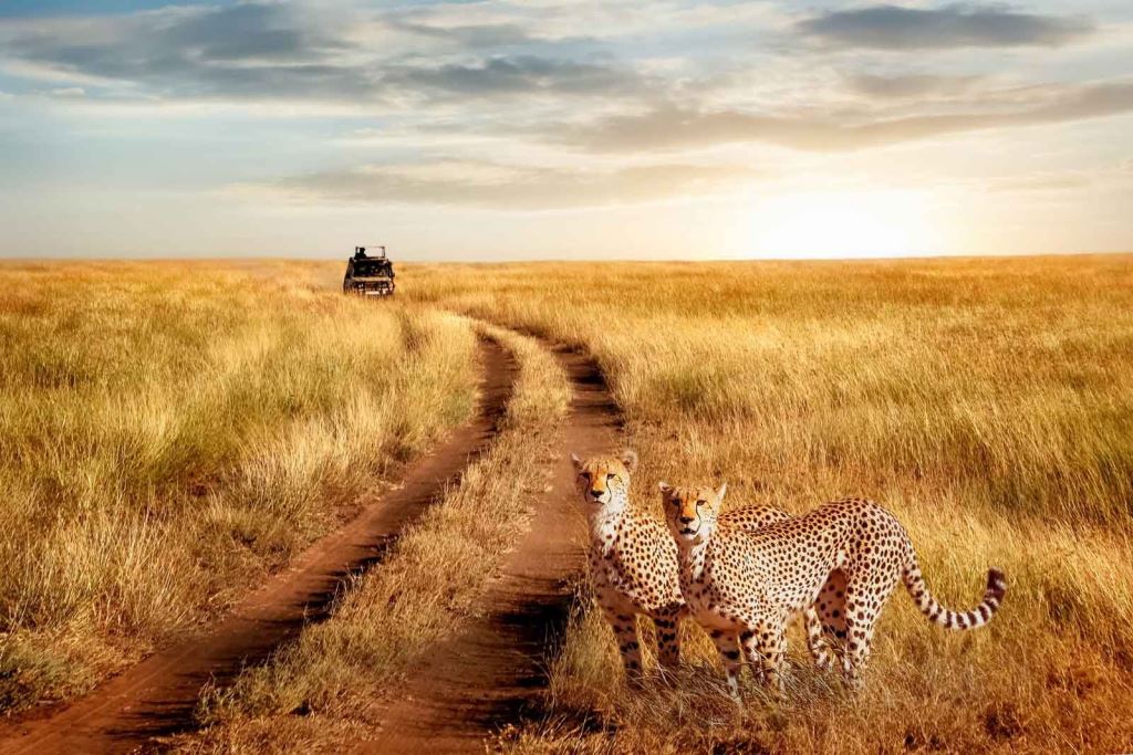 Ngorongoro Crater Safari Gallery