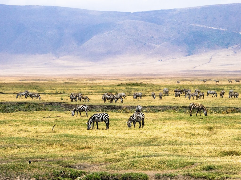 Tarangire & Manyara Safari