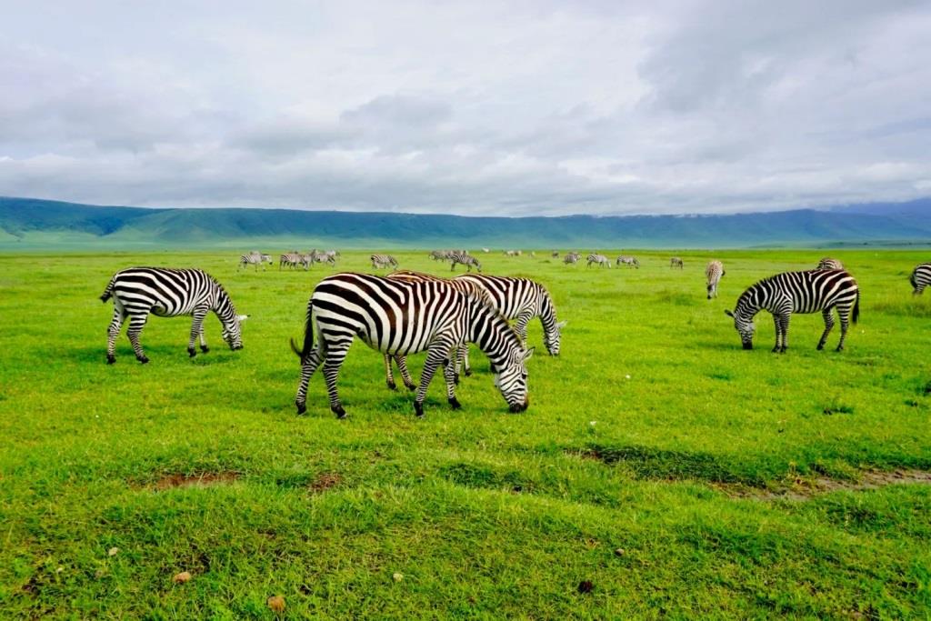 Tarangire & Manyara Safari Gallery